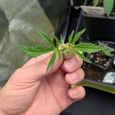 Gorilla Glue 🦍🤏🏻 (Zamnesia) growlog timeline photo