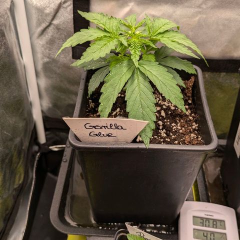 Gorilla Glue 🦍🤏🏻 (Zamnesia) growlog timeline photo