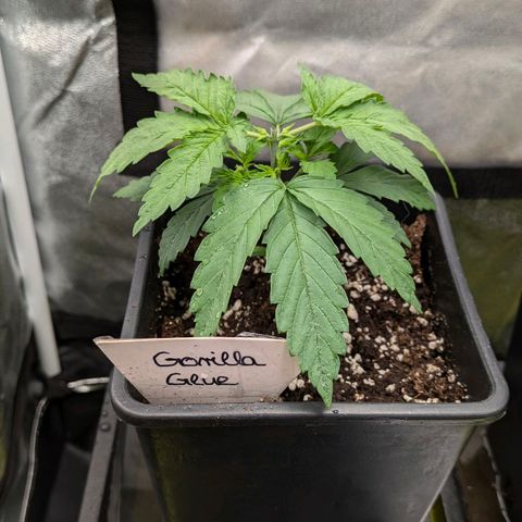 Gorilla Glue 🦍🤏🏻 (Zamnesia) growlog timeline photo