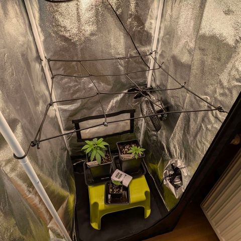 Gorilla Glue 🦍🤏🏻 (Zamnesia) growlog timeline photo