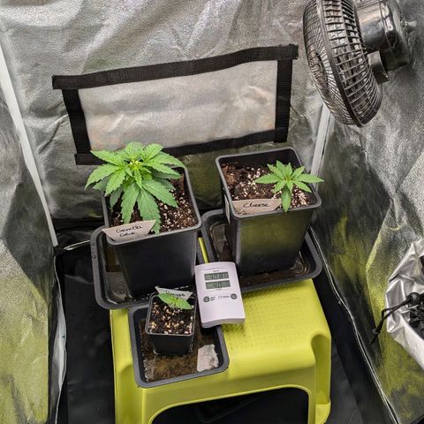Gorilla Glue 🦍🤏🏻 (Zamnesia) growlog timeline photo