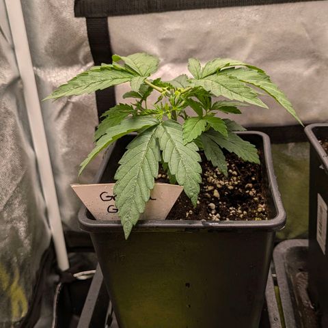 Gorilla Glue 🦍🤏🏻 (Zamnesia) growlog timeline photo