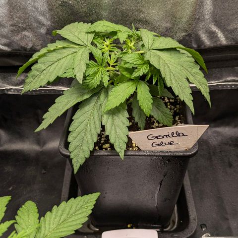 Gorilla Glue 🦍🤏🏻 (Zamnesia) growlog timeline photo