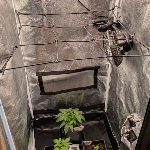 Gorilla Glue 🦍🤏🏻 (Zamnesia) growlog timeline photo