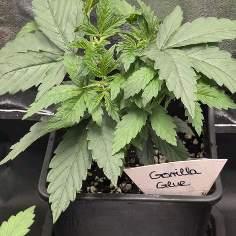 Gorilla Glue 🦍🤏🏻 (Zamnesia) growlog timeline photo