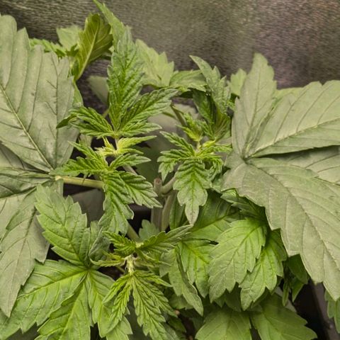 Gorilla Glue 🦍🤏🏻 (Zamnesia) growlog timeline photo