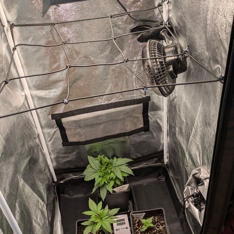Gorilla Glue 🦍🤏🏻 (Zamnesia) growlog timeline photo