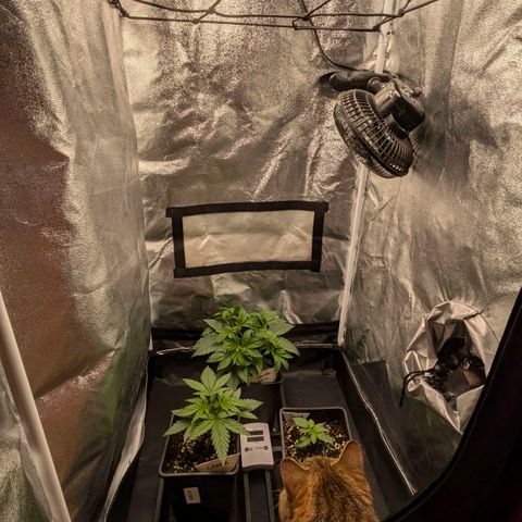 Gorilla Glue 🦍🤏🏻 (Zamnesia) growlog timeline photo
