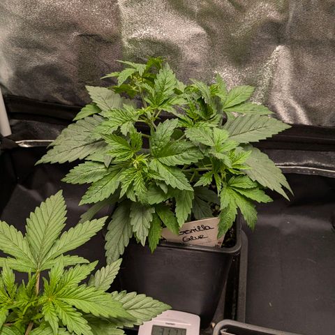 Gorilla Glue 🦍🤏🏻 (Zamnesia) growlog timeline photo