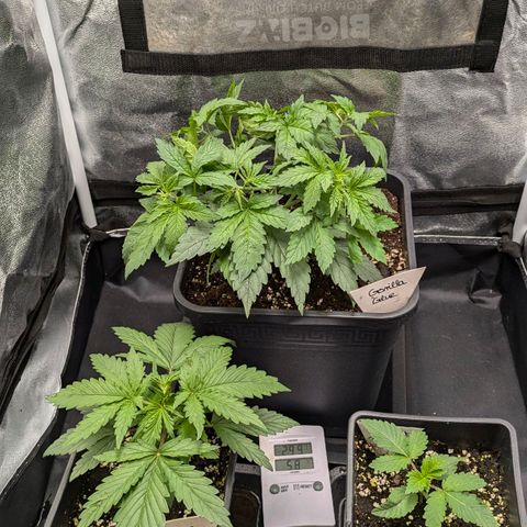 Gorilla Glue 🦍🤏🏻 (Zamnesia) growlog timeline photo