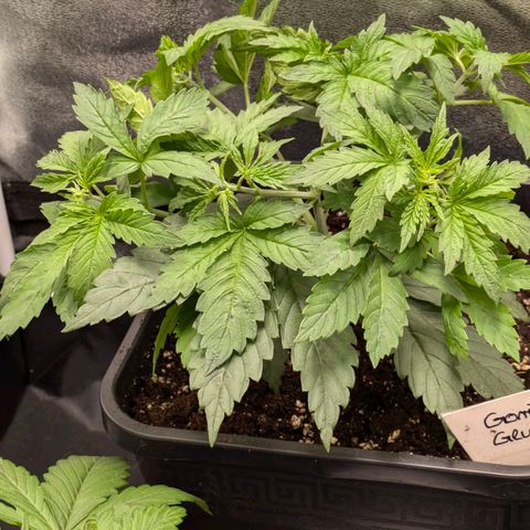 Gorilla Glue 🦍🤏🏻 (Zamnesia) growlog timeline photo