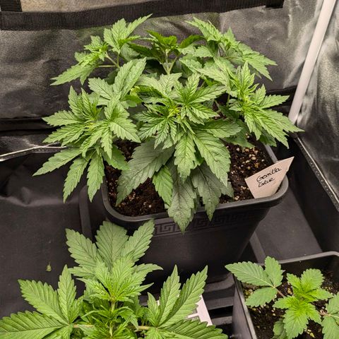 Gorilla Glue 🦍🤏🏻 (Zamnesia) growlog timeline photo