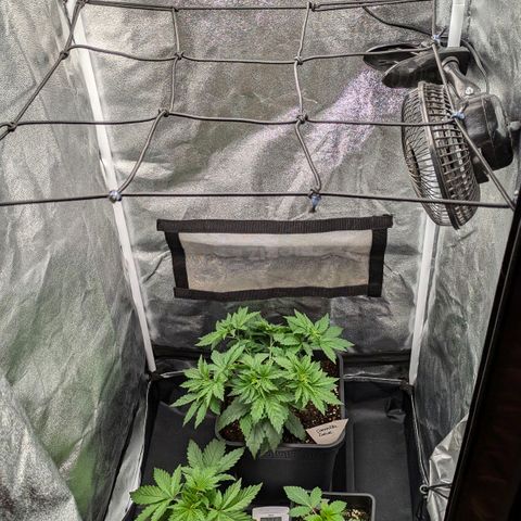 Gorilla Glue 🦍🤏🏻 (Zamnesia) growlog timeline photo