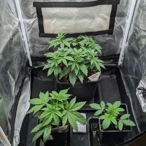 Gorilla Glue 🦍🤏🏻 (Zamnesia) growlog timeline photo