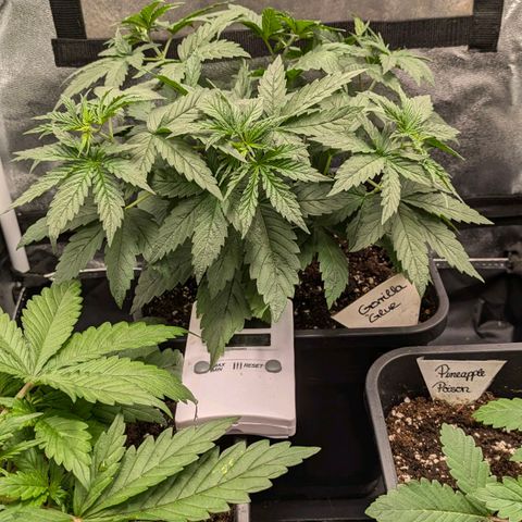 Gorilla Glue 🦍🤏🏻 (Zamnesia) growlog timeline photo