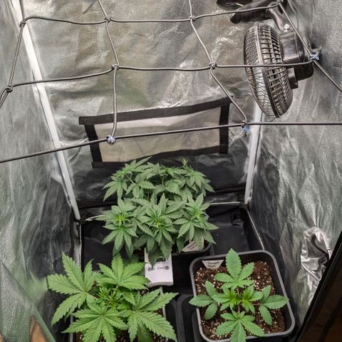 Gorilla Glue 🦍🤏🏻 (Zamnesia) growlog timeline photo