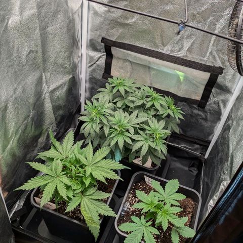 Gorilla Glue 🦍🤏🏻 (Zamnesia) growlog timeline photo
