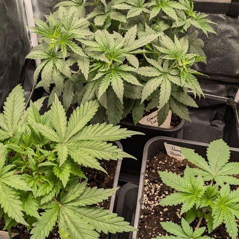 Gorilla Glue 🦍🤏🏻 (Zamnesia) growlog timeline photo