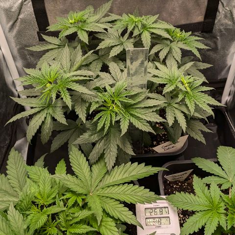 Gorilla Glue 🦍🤏🏻 (Zamnesia) growlog timeline photo
