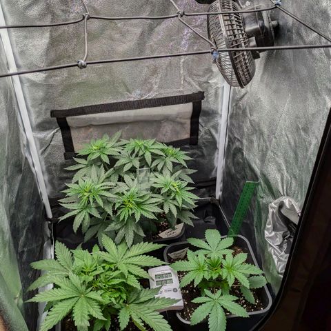 Gorilla Glue 🦍🤏🏻 (Zamnesia) growlog timeline photo