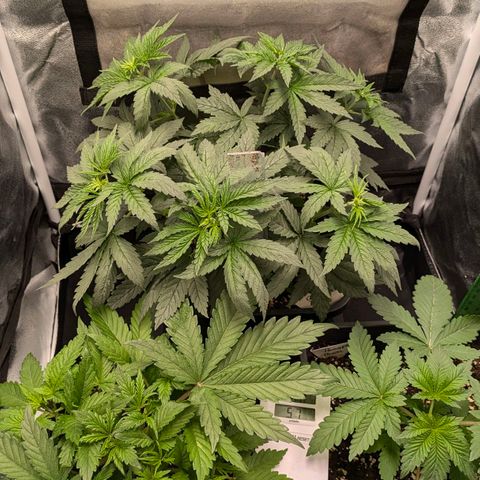 Gorilla Glue 🦍🤏🏻 (Zamnesia) growlog timeline photo