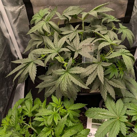 Gorilla Glue 🦍🤏🏻 (Zamnesia) growlog timeline photo