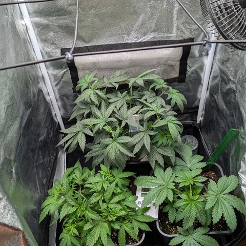 Gorilla Glue 🦍🤏🏻 (Zamnesia) growlog timeline photo