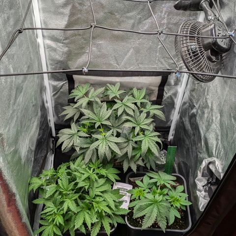 Gorilla Glue 🦍🤏🏻 (Zamnesia) growlog timeline photo