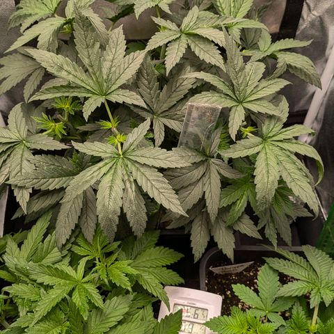 Gorilla Glue 🦍🤏🏻 (Zamnesia) growlog timeline photo