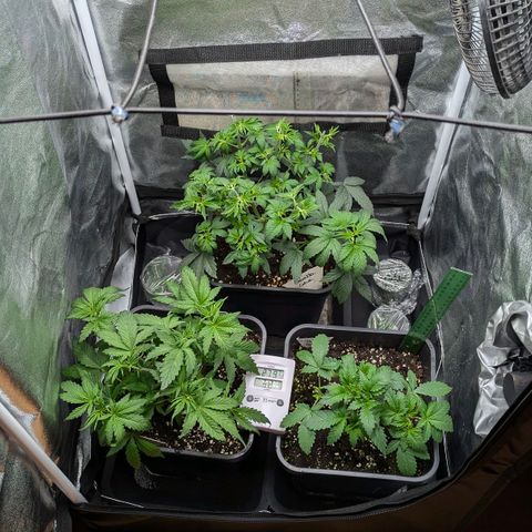 Gorilla Glue 🦍🤏🏻 (Zamnesia) growlog timeline photo