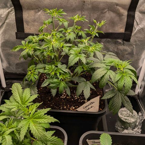 Gorilla Glue 🦍🤏🏻 (Zamnesia) growlog timeline photo
