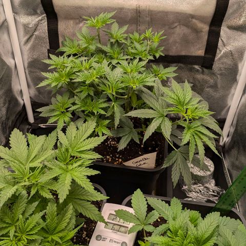 Gorilla Glue 🦍🤏🏻 (Zamnesia) growlog timeline photo
