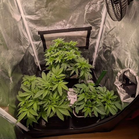 Gorilla Glue 🦍🤏🏻 (Zamnesia) growlog timeline photo