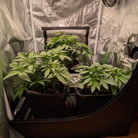 Gorilla Glue 🦍🤏🏻 (Zamnesia) growlog timeline photo