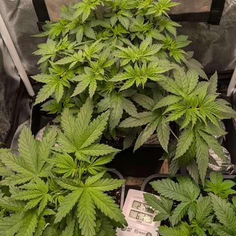 Gorilla Glue 🦍🤏🏻 (Zamnesia) growlog timeline photo
