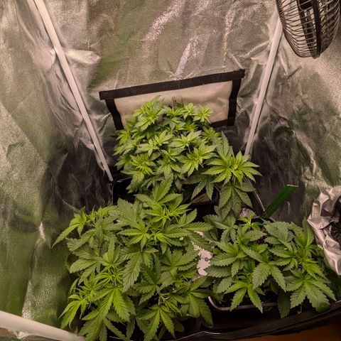 Gorilla Glue 🦍🤏🏻 (Zamnesia) growlog timeline photo
