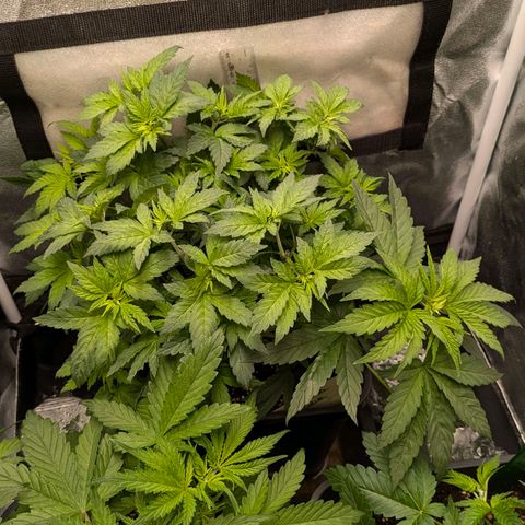 Gorilla Glue 🦍🤏🏻 (Zamnesia) growlog timeline photo