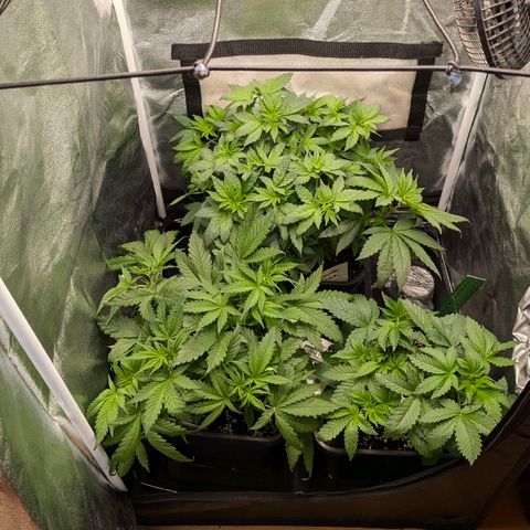 Gorilla Glue 🦍🤏🏻 (Zamnesia) growlog timeline photo
