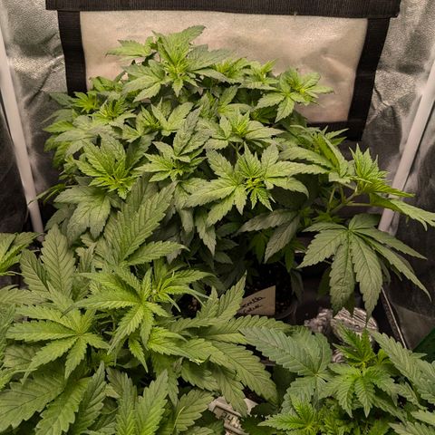 Gorilla Glue 🦍🤏🏻 (Zamnesia) growlog timeline photo