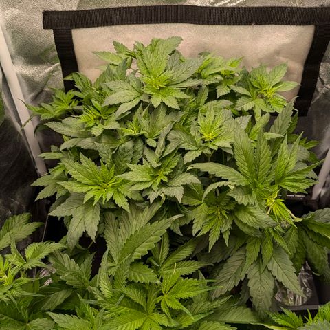 Gorilla Glue 🦍🤏🏻 (Zamnesia) growlog timeline photo
