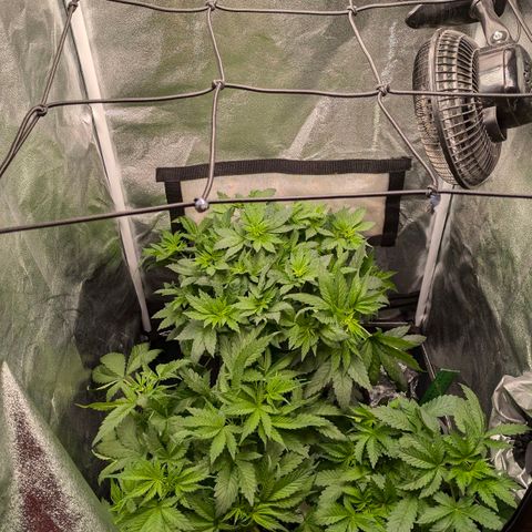 Gorilla Glue 🦍🤏🏻 (Zamnesia) growlog timeline photo