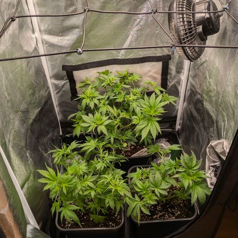 Gorilla Glue 🦍🤏🏻 (Zamnesia) growlog timeline photo