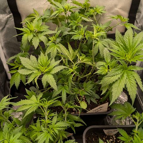 Gorilla Glue 🦍🤏🏻 (Zamnesia) growlog timeline photo