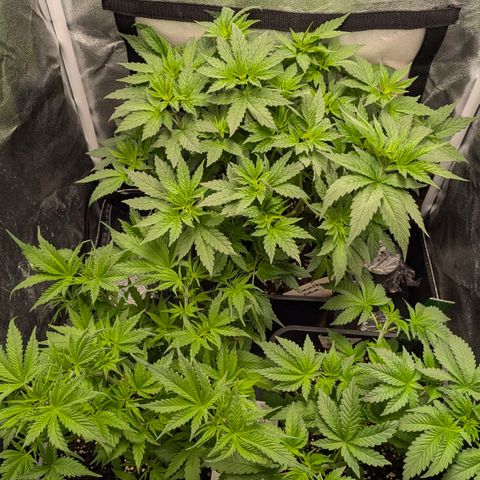Gorilla Glue 🦍🤏🏻 (Zamnesia) growlog timeline photo