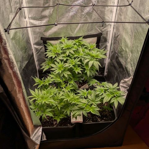 Gorilla Glue 🦍🤏🏻 (Zamnesia) growlog timeline photo