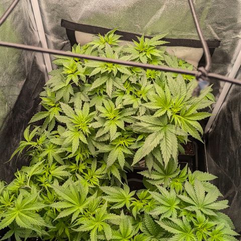 Gorilla Glue 🦍🤏🏻 (Zamnesia) growlog timeline photo