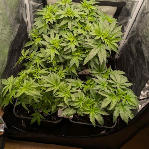 Gorilla Glue 🦍🤏🏻 (Zamnesia) growlog timeline photo