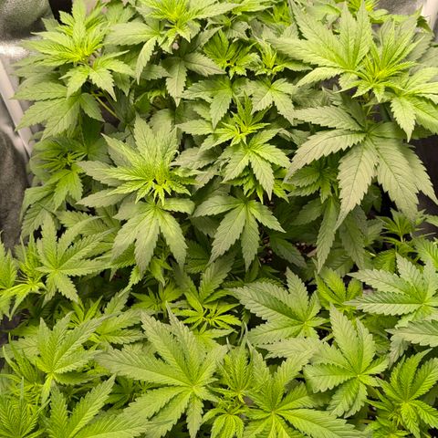 Gorilla Glue 🦍🤏🏻 (Zamnesia) growlog timeline photo