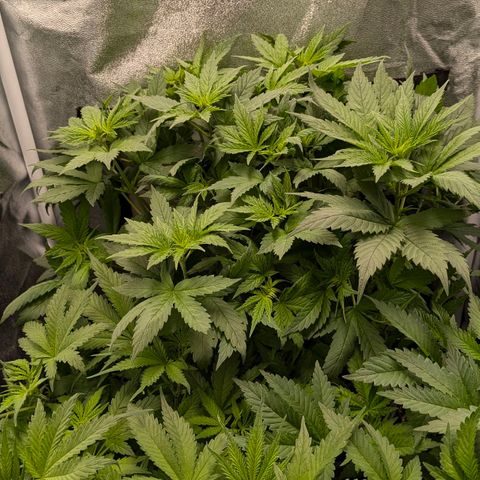 Gorilla Glue 🦍🤏🏻 (Zamnesia) growlog timeline photo