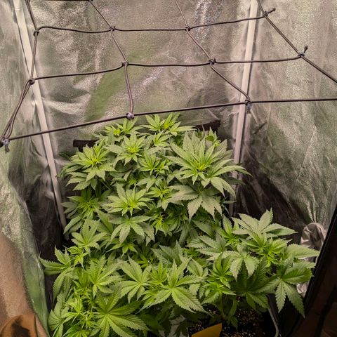 Gorilla Glue 🦍🤏🏻 (Zamnesia) growlog timeline photo